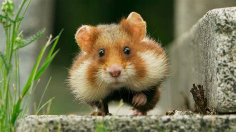 bbc hamster|Wild Hamster Has A Graveyard Feast .